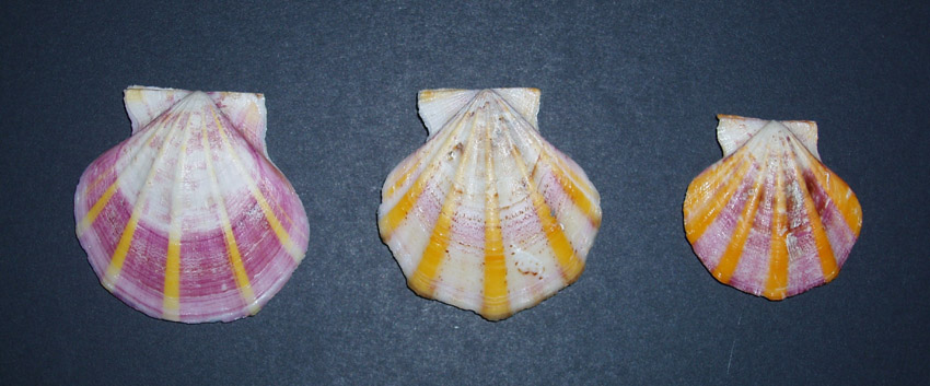 Famiglia Pectinidae